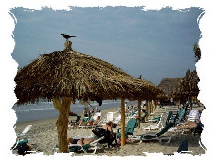 A bird is taking in the sun on top of the beach cabana